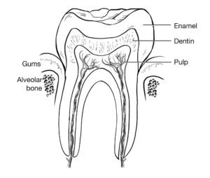 3-Steps to Cure Tooth Decay (Dentist's Reveals Protocol)